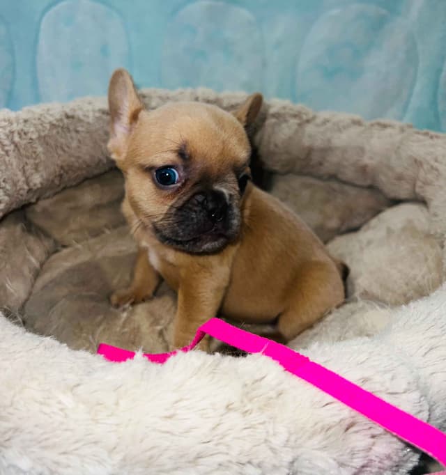 CELESTIAL FRENCHIES FRENCH BULLDOG PUPPIES media 15