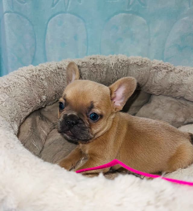 CELESTIAL FRENCHIES FRENCH BULLDOG PUPPIES media 16