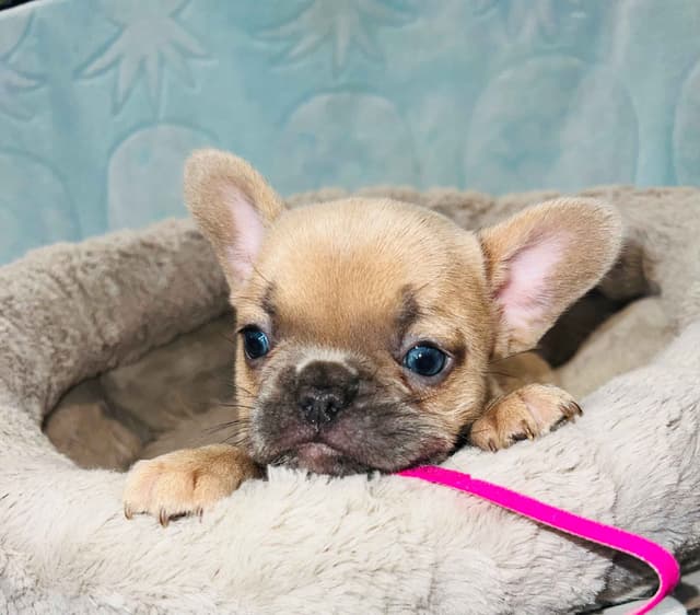 CELESTIAL FRENCHIES FRENCH BULLDOG PUPPIES media 17