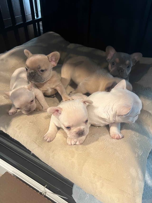 CELESTIAL FRENCHIES FRENCH BULLDOG PUPPIES media 19