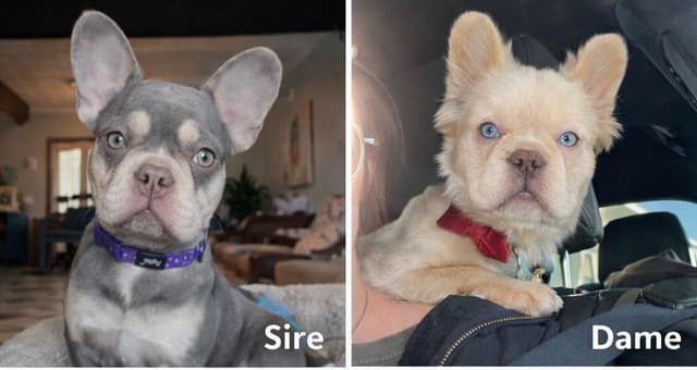 CELESTIAL FRENCHIES FRENCH BULLDOG PUPPIES media 21