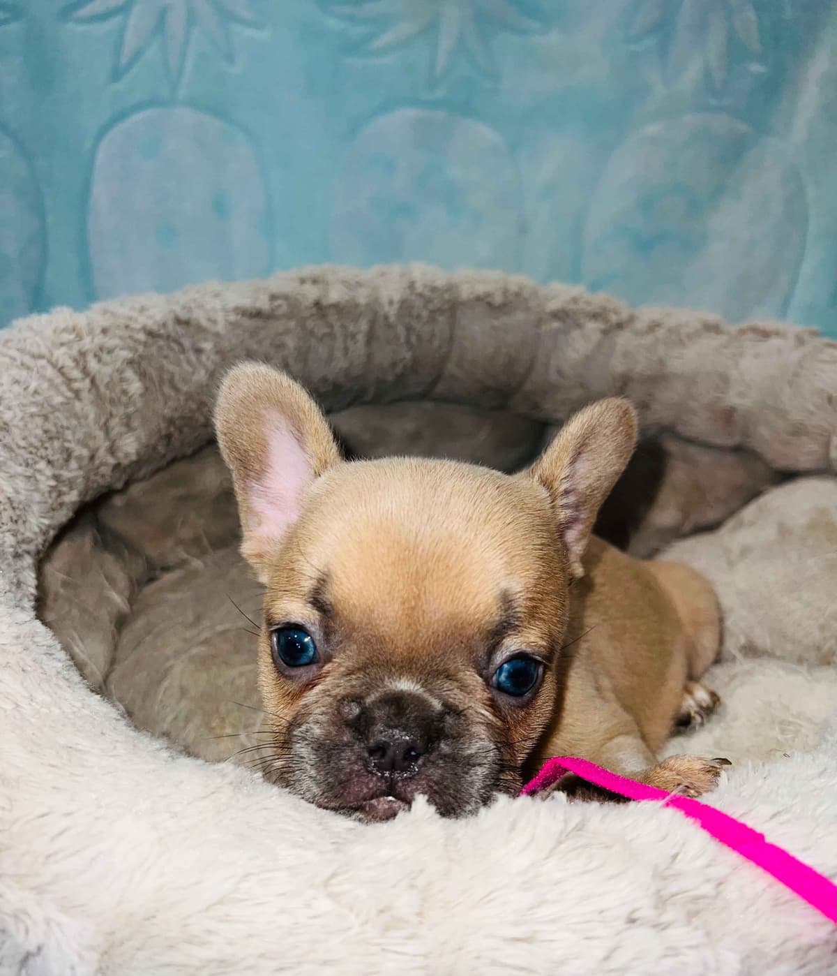 CELESTIAL FRENCHIES FRENCH BULLDOG PUPPIES breeder image 4