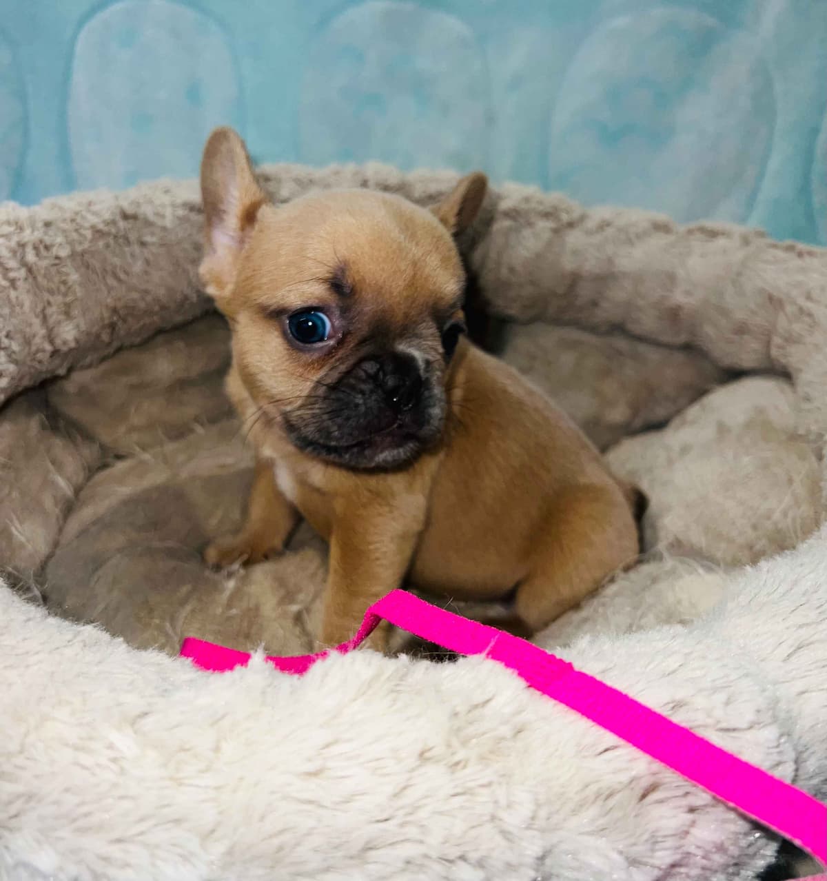 CELESTIAL FRENCHIES FRENCH BULLDOG PUPPIES breeder image 5