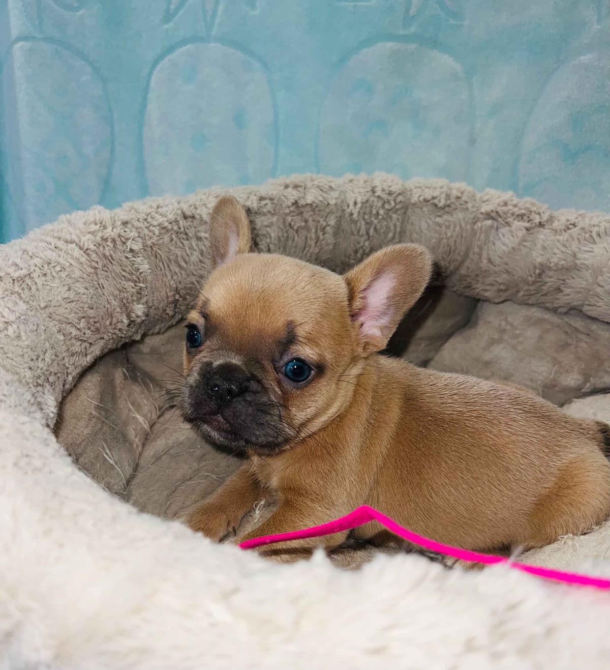 CELESTIAL FRENCHIES FRENCH BULLDOG PUPPIES breeder image 6
