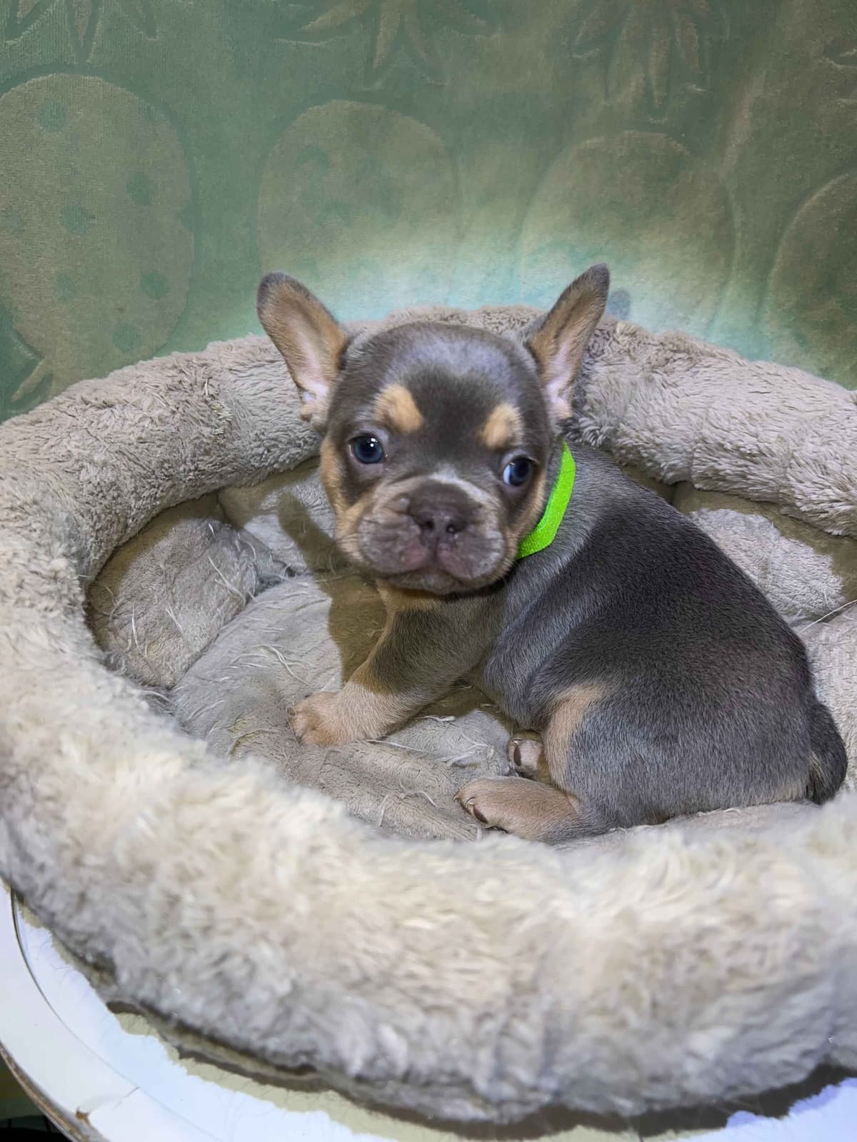 CELESTIAL FRENCHIES FRENCH BULLDOG PUPPIES breeder image 7