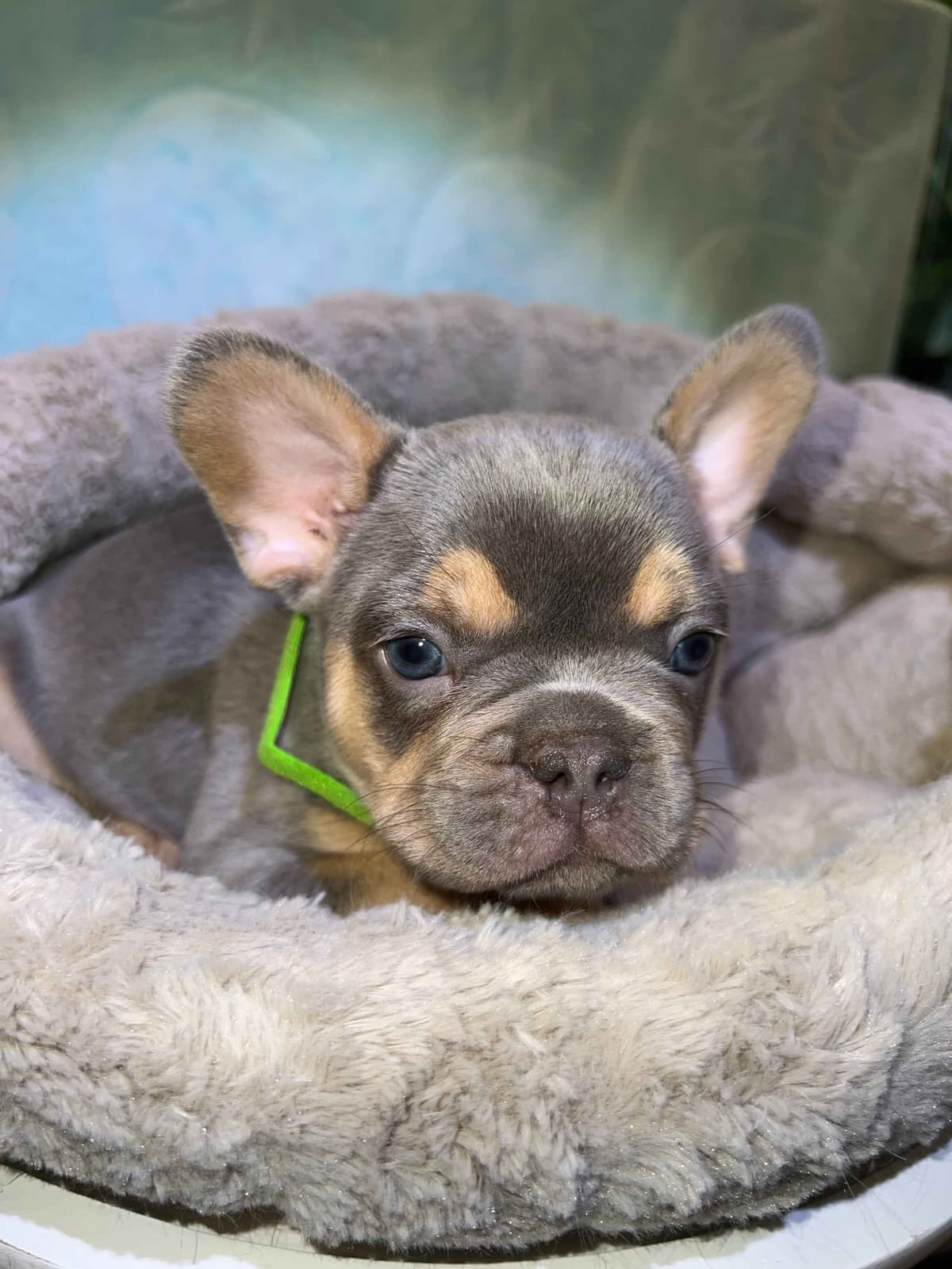 CELESTIAL FRENCHIES FRENCH BULLDOG PUPPIES breeder image 9