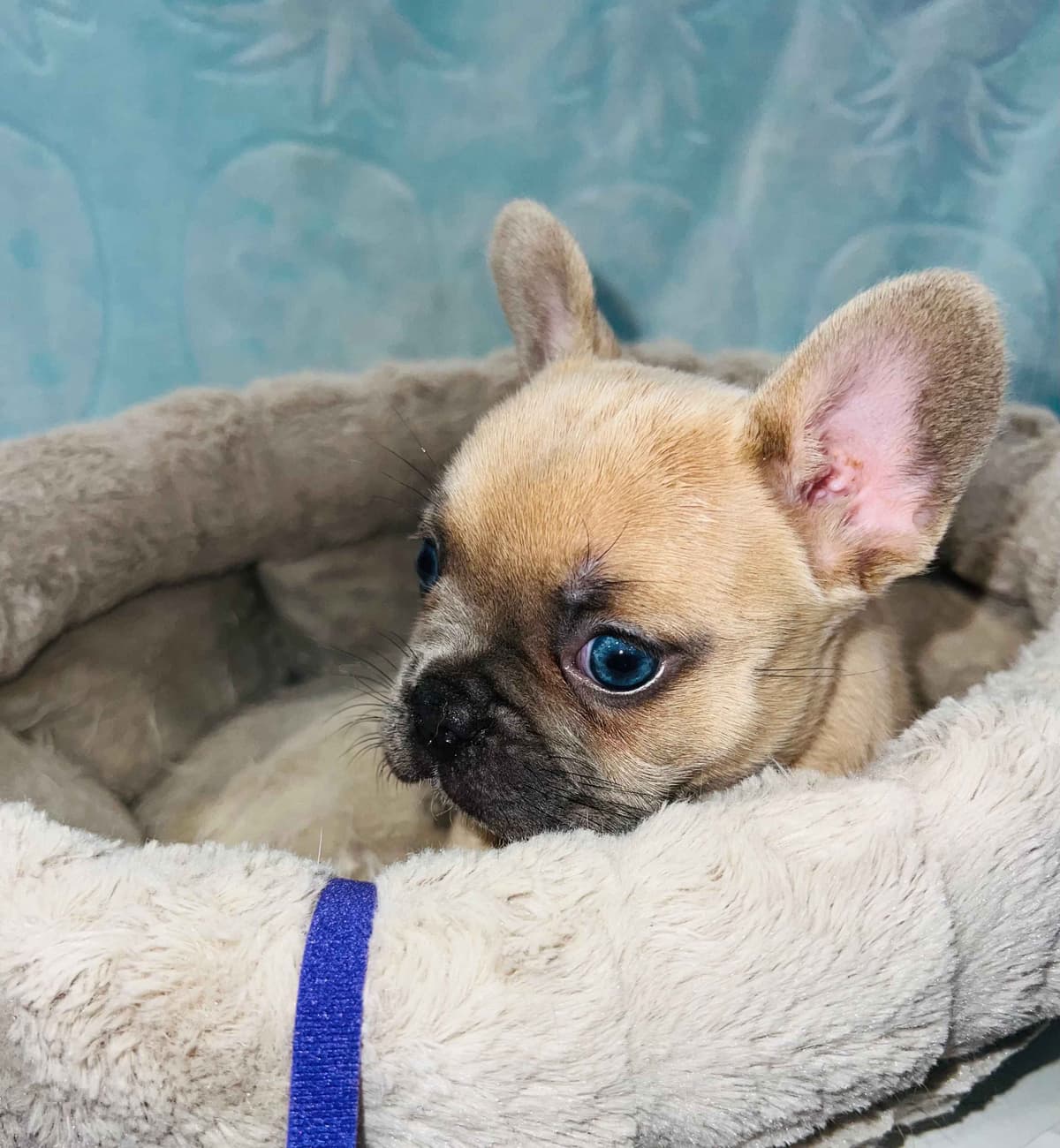 CELESTIAL FRENCHIES FRENCH BULLDOG PUPPIES breeder image 12
