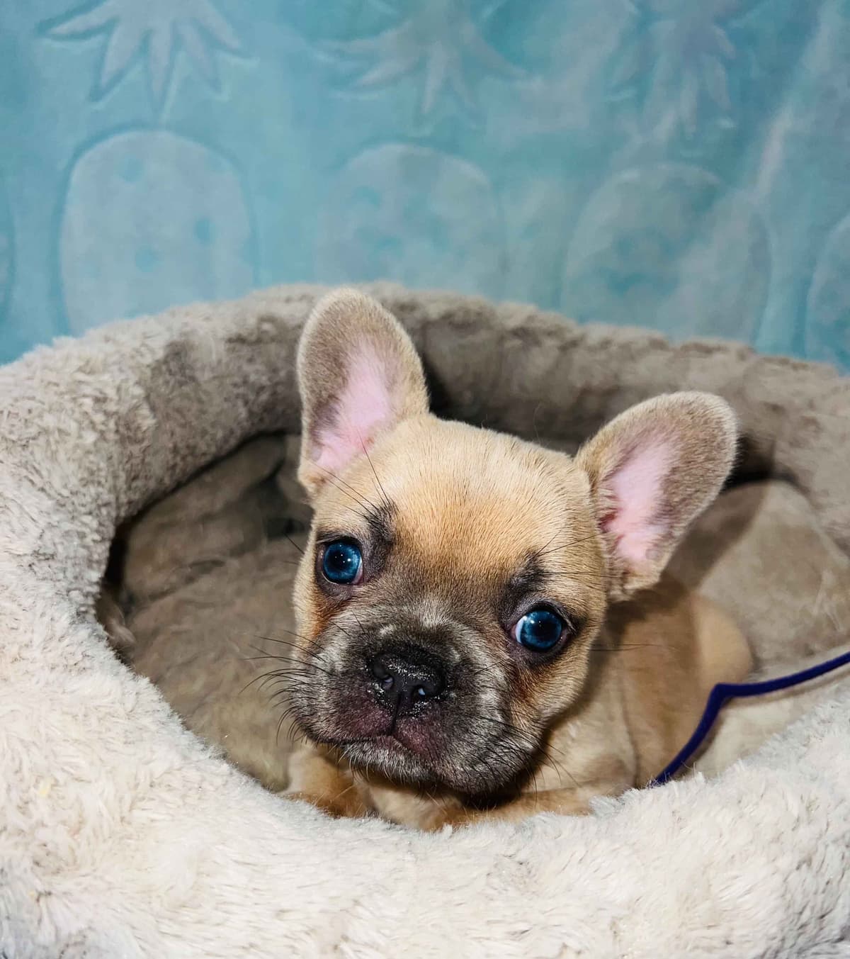 CELESTIAL FRENCHIES FRENCH BULLDOG PUPPIES breeder image 13