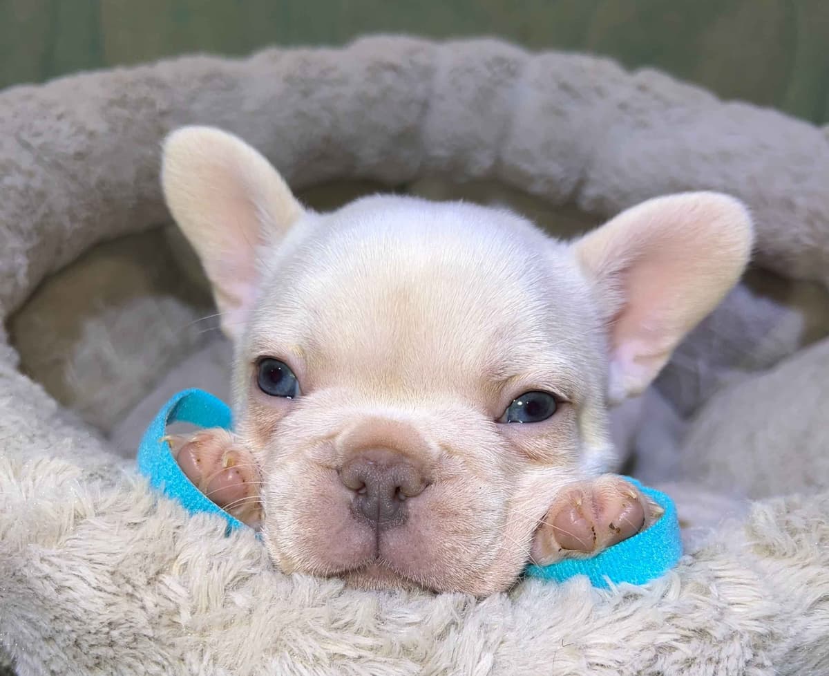 CELESTIAL FRENCHIES FRENCH BULLDOG PUPPIES breeder image 14