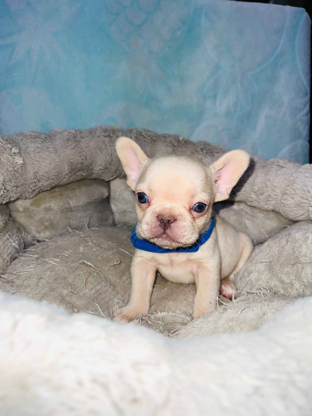 CELESTIAL FRENCHIES FRENCH BULLDOG PUPPIES breeder image 16