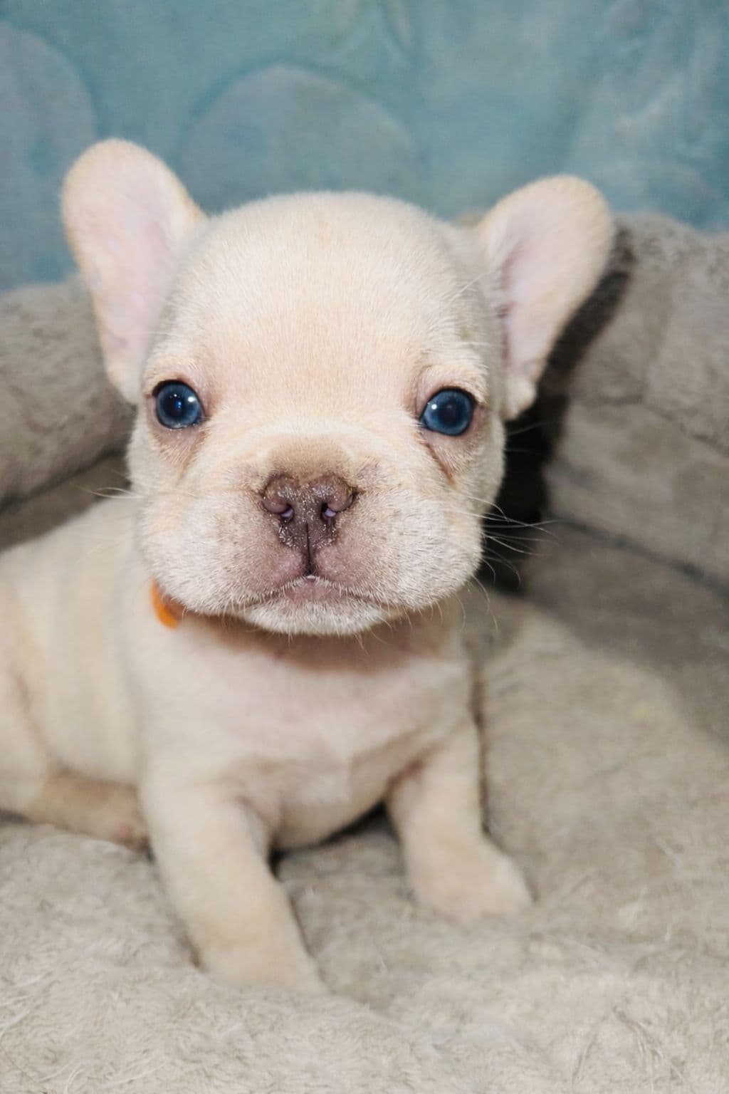 CELESTIAL FRENCHIES FRENCH BULLDOG PUPPIES breeder image 17
