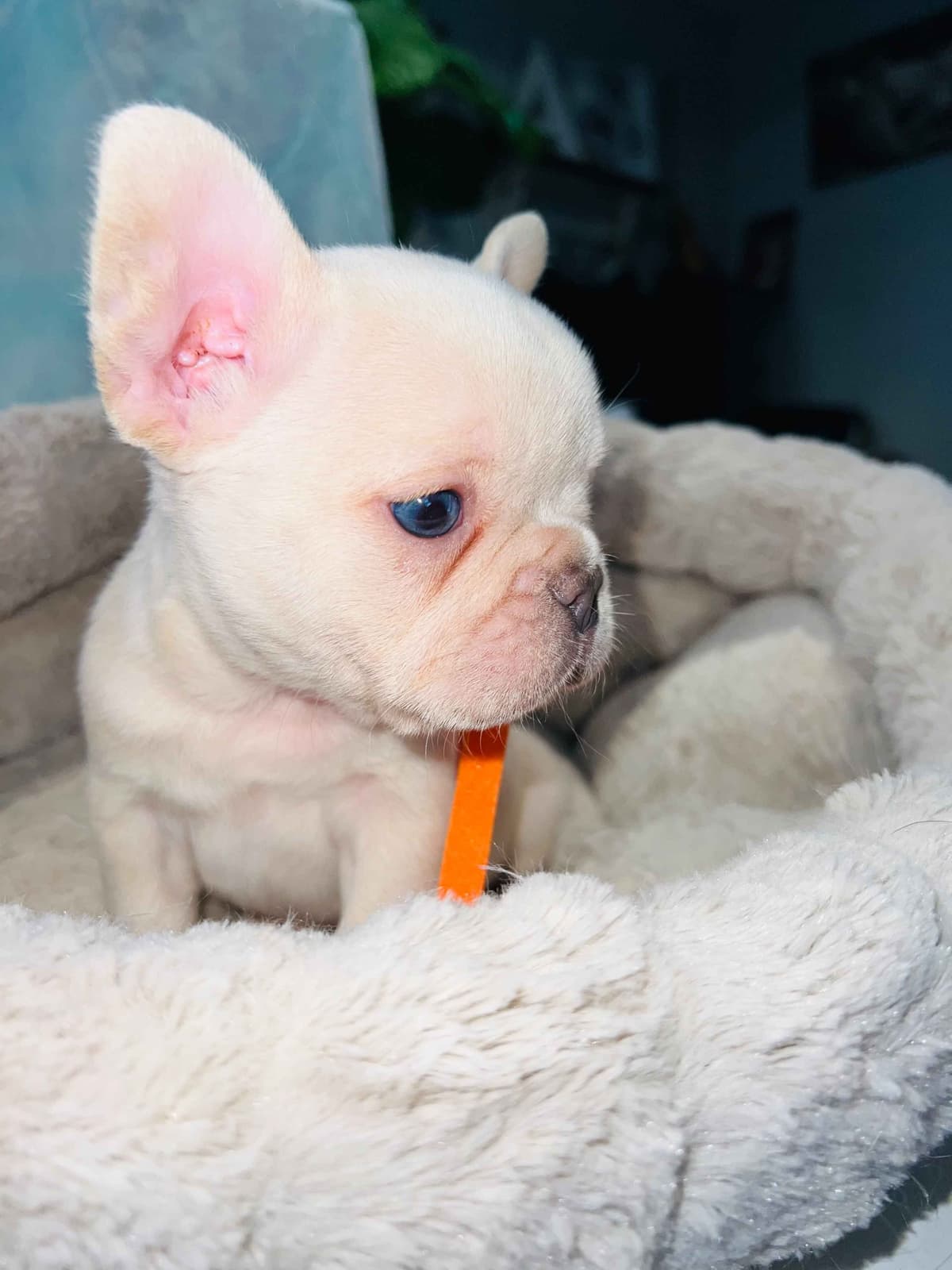 CELESTIAL FRENCHIES FRENCH BULLDOG PUPPIES breeder image 19