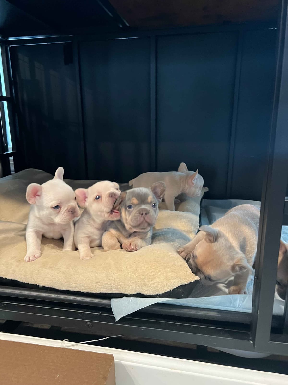 CELESTIAL FRENCHIES FRENCH BULLDOG PUPPIES breeder image 20