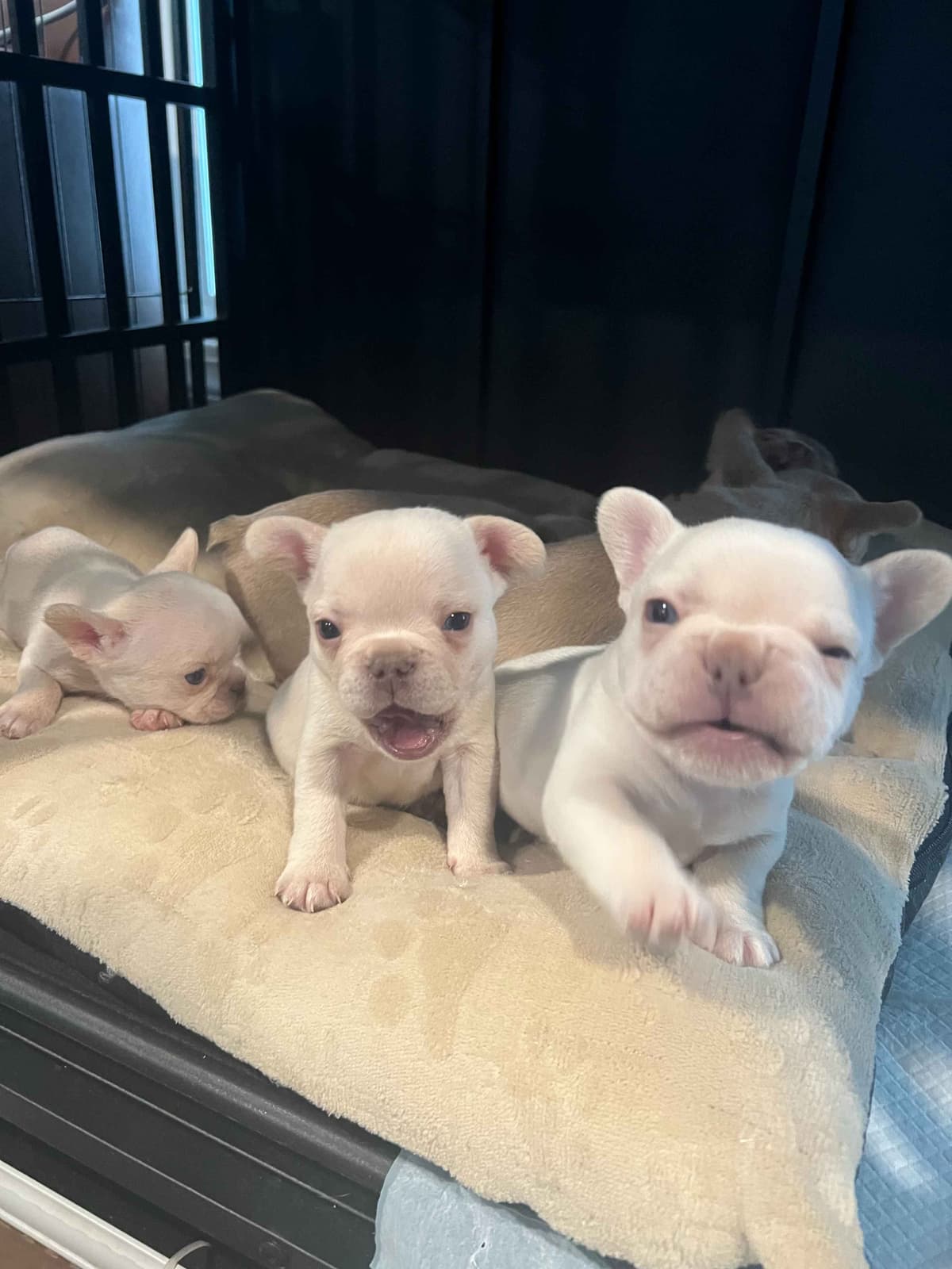 CELESTIAL FRENCHIES FRENCH BULLDOG PUPPIES breeder image 22