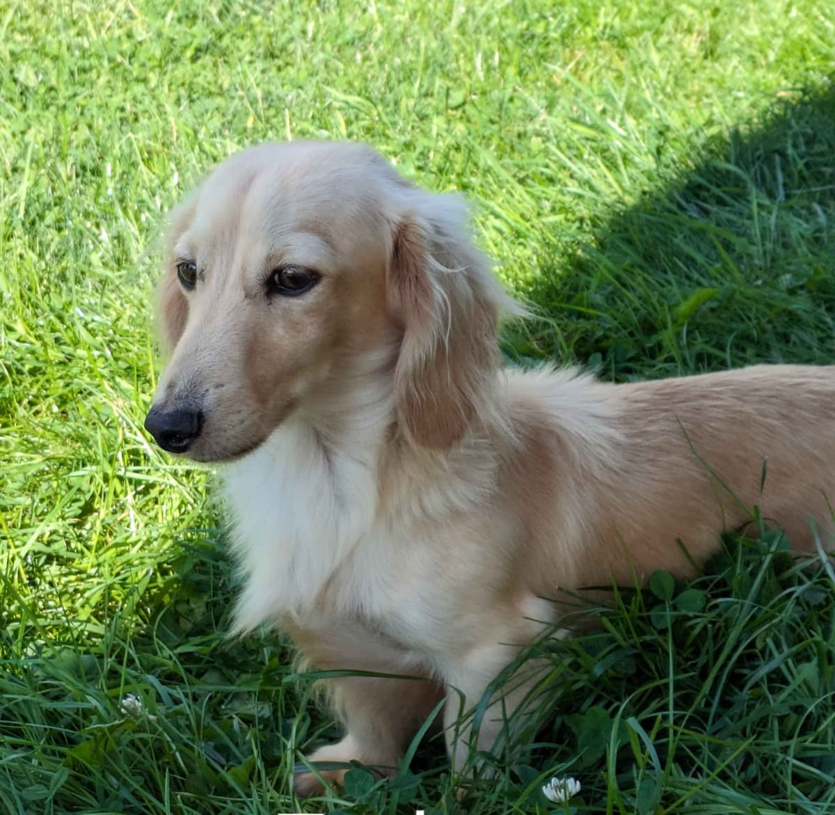 Dachshund Puppies breeder image 1
