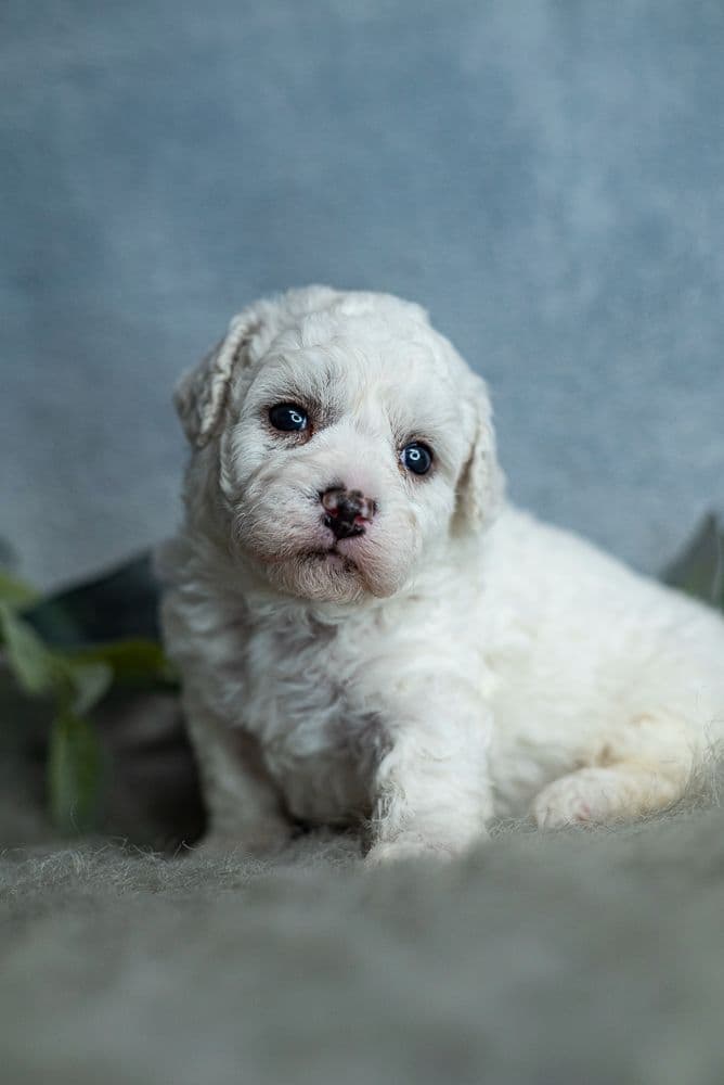 Genetically Clear Mini Poodle Puppy breeder image 3