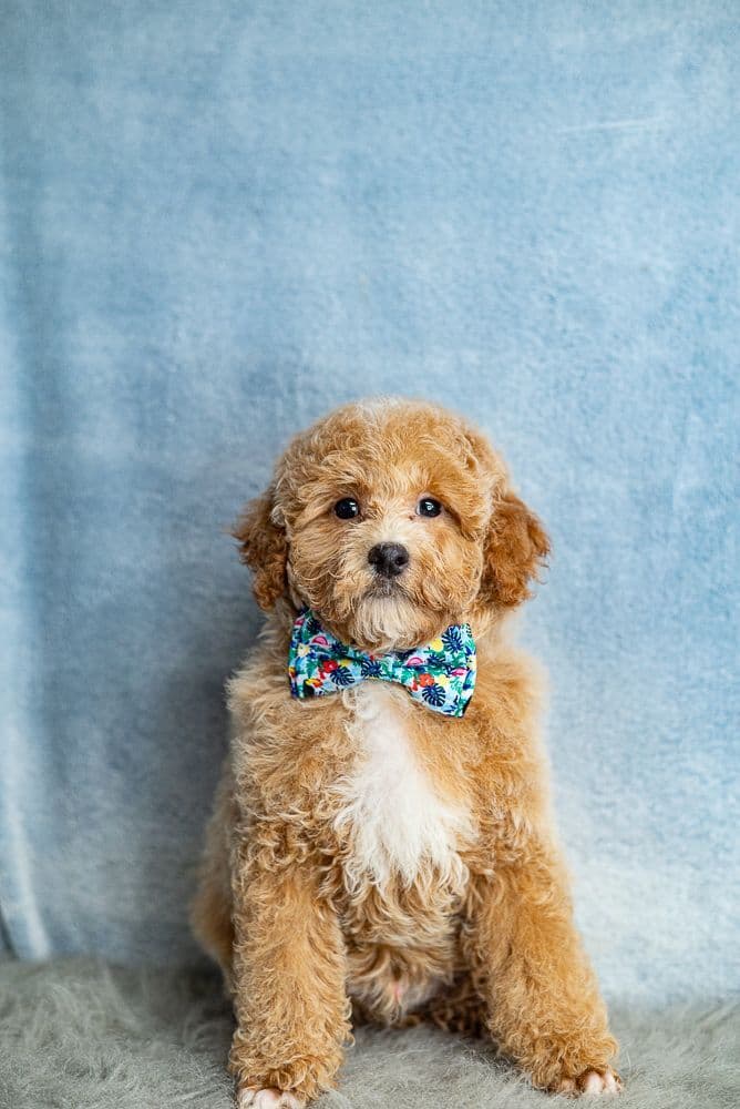 Genetically Clear Mini Poodle Puppy breeder image 6