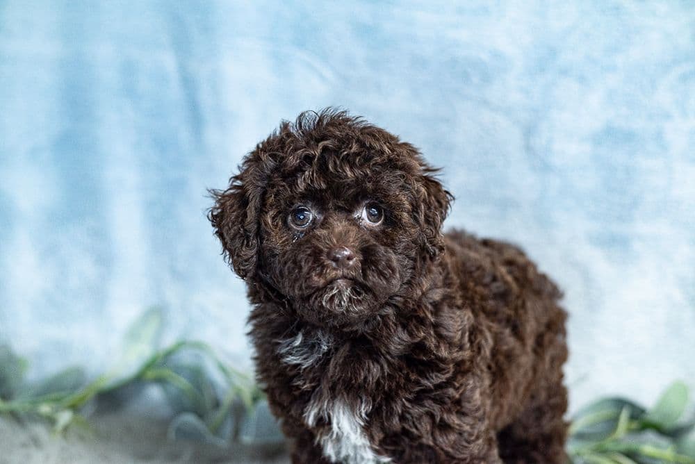 Genetically Clear Mini Poodle Puppy breeder image 7