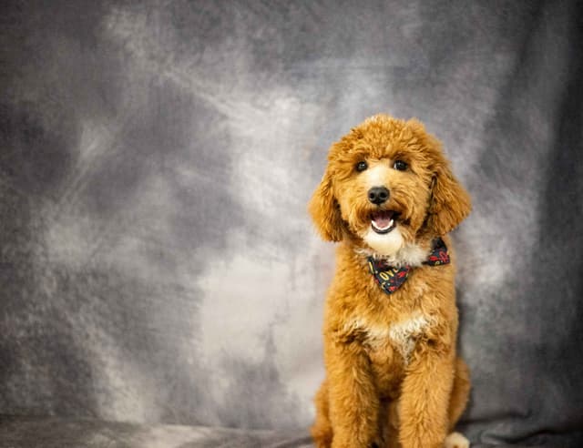 Genetically Clear Mini Poodle Puppy media 2