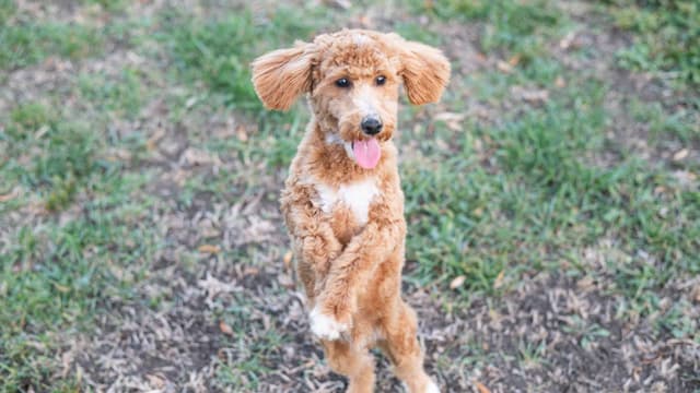 Genetically Clear Mini Poodle Puppy media 3