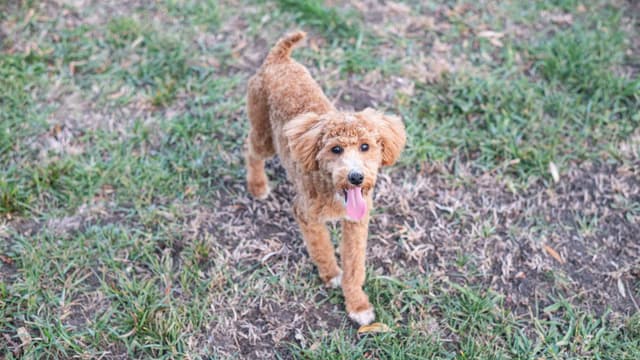 Genetically Clear Mini Poodle Puppy media 4