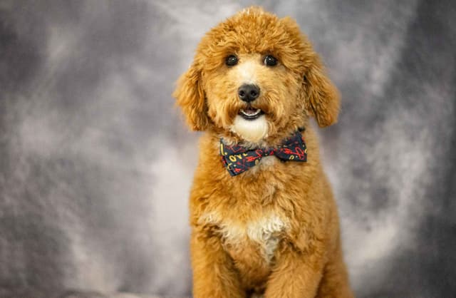 Genetically Clear Mini Poodle Puppy media 5