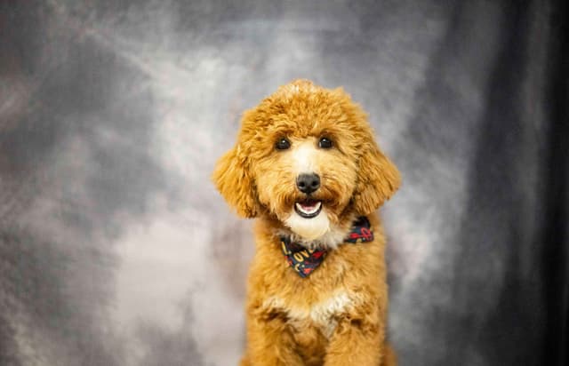 Genetically Clear Mini Poodle Puppy media 7