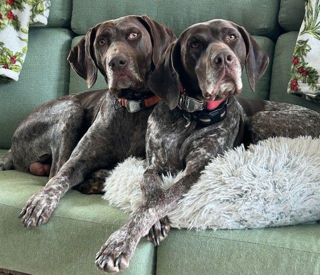 German Shorthaired Pointer Puppies- Beautiful and Handsome breeder image 2