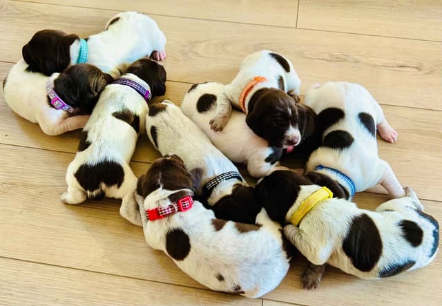 German Shorthaired Pointer Puppies- Beautiful and Handsome media 3