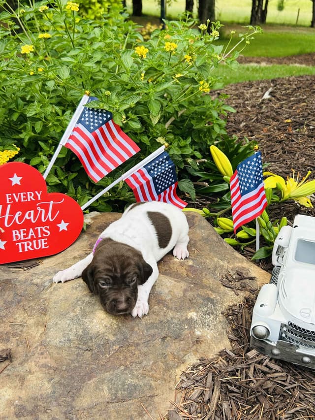 German Shorthaired Pointer Puppies- Beautiful and Handsome media 5