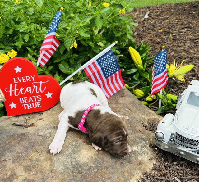 German Shorthaired Pointer Puppies- Beautiful and Handsome media 7