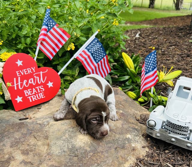 German Shorthaired Pointer Puppies- Beautiful and Handsome media 9