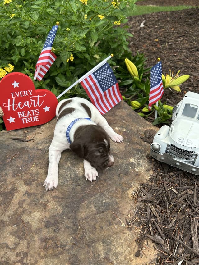 German Shorthaired Pointer Puppies- Beautiful and Handsome media 12