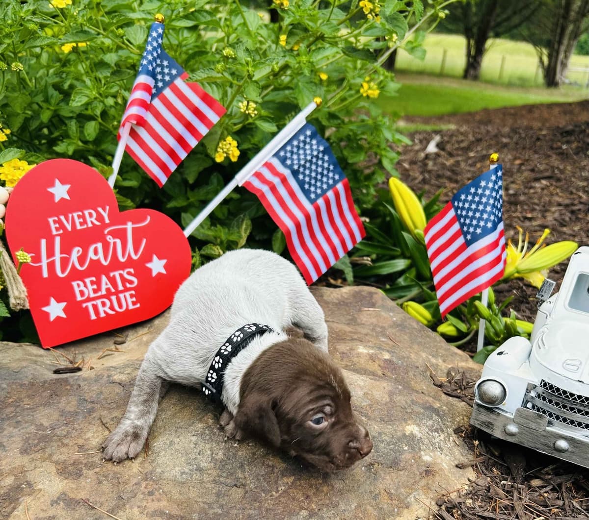 German Shorthaired Pointer Puppies- Beautiful and Handsome breeder image 4