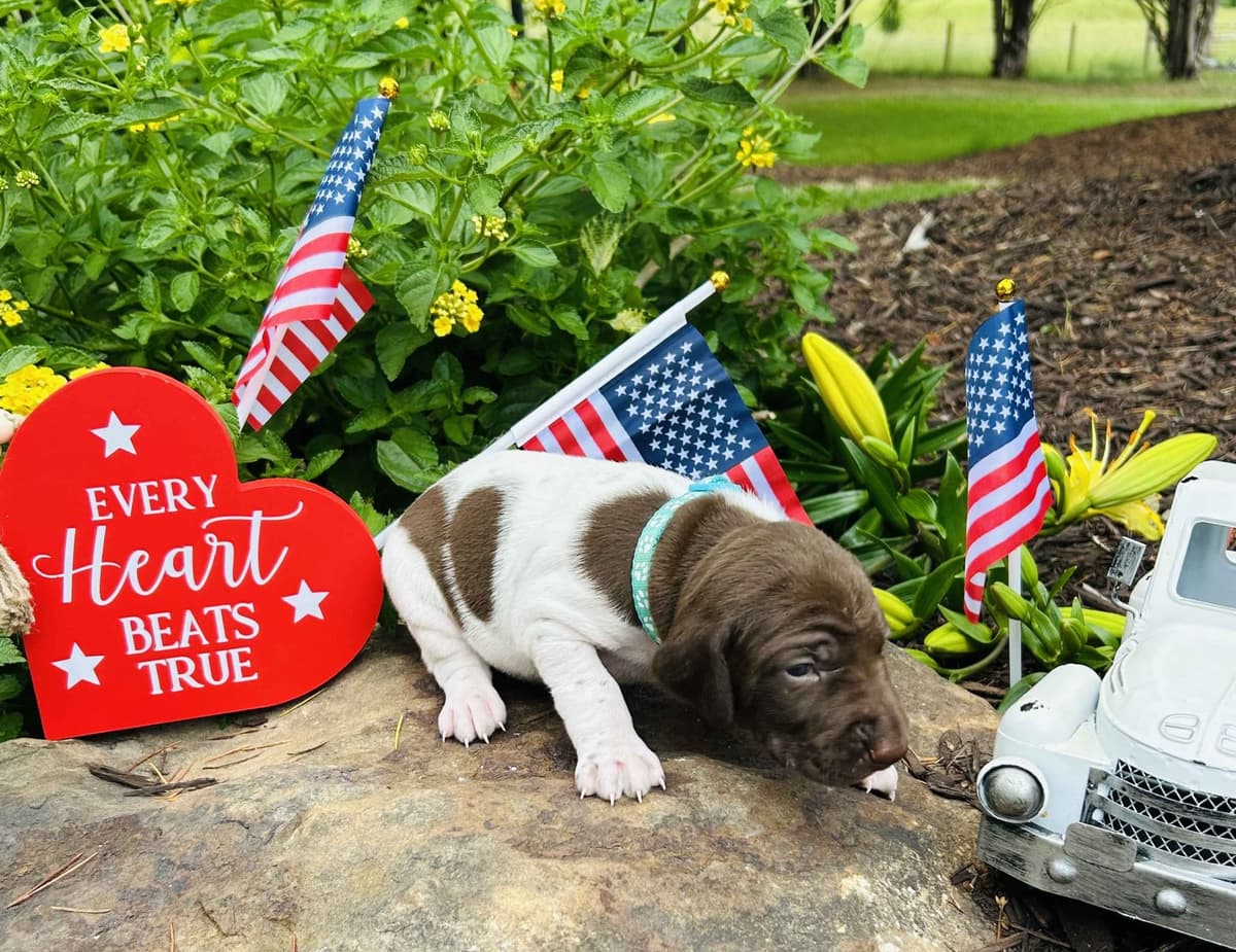 German Shorthaired Pointer Puppies- Beautiful and Handsome breeder image 5