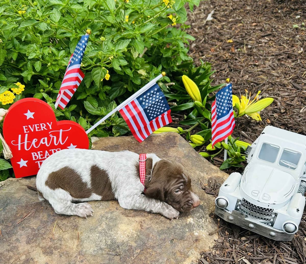 German Shorthaired Pointer Puppies- Beautiful and Handsome breeder image 6
