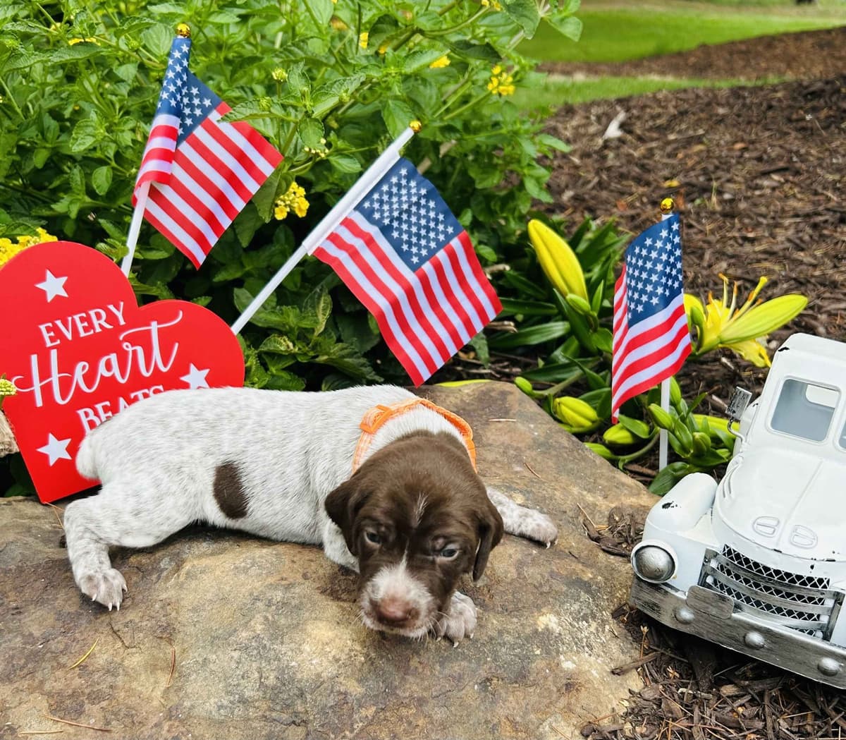 German Shorthaired Pointer Puppies- Beautiful and Handsome breeder image 9