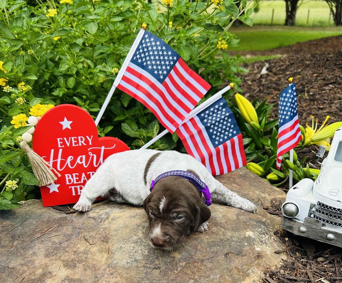 German Shorthaired Pointer Puppies- Beautiful and Handsome breeder image 11