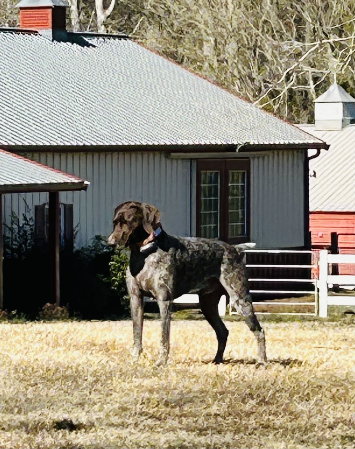 German Shorthaired Pointer Puppies- Beautiful and Handsome breeder image 13