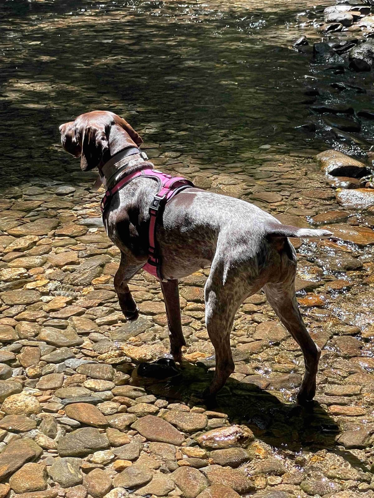 German Shorthaired Pointer Puppies- Beautiful and Handsome breeder image 15