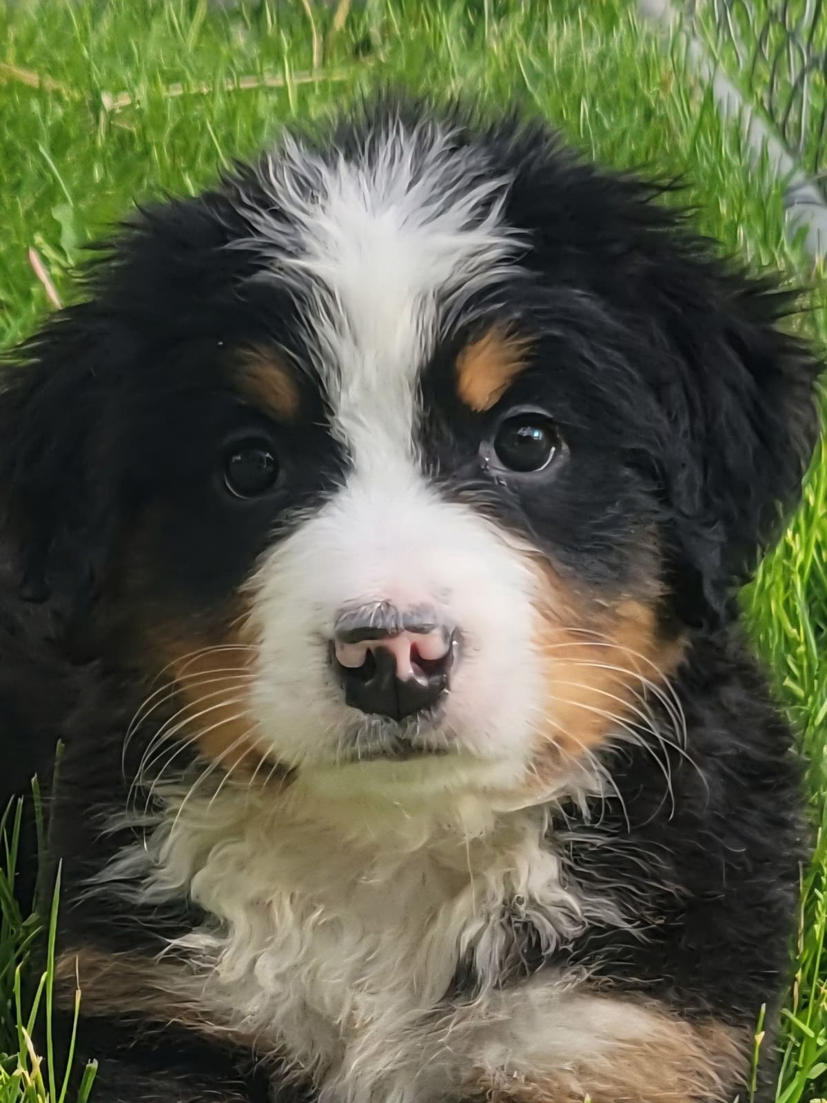Bernese Mountain Dog Puppies breeder image 1