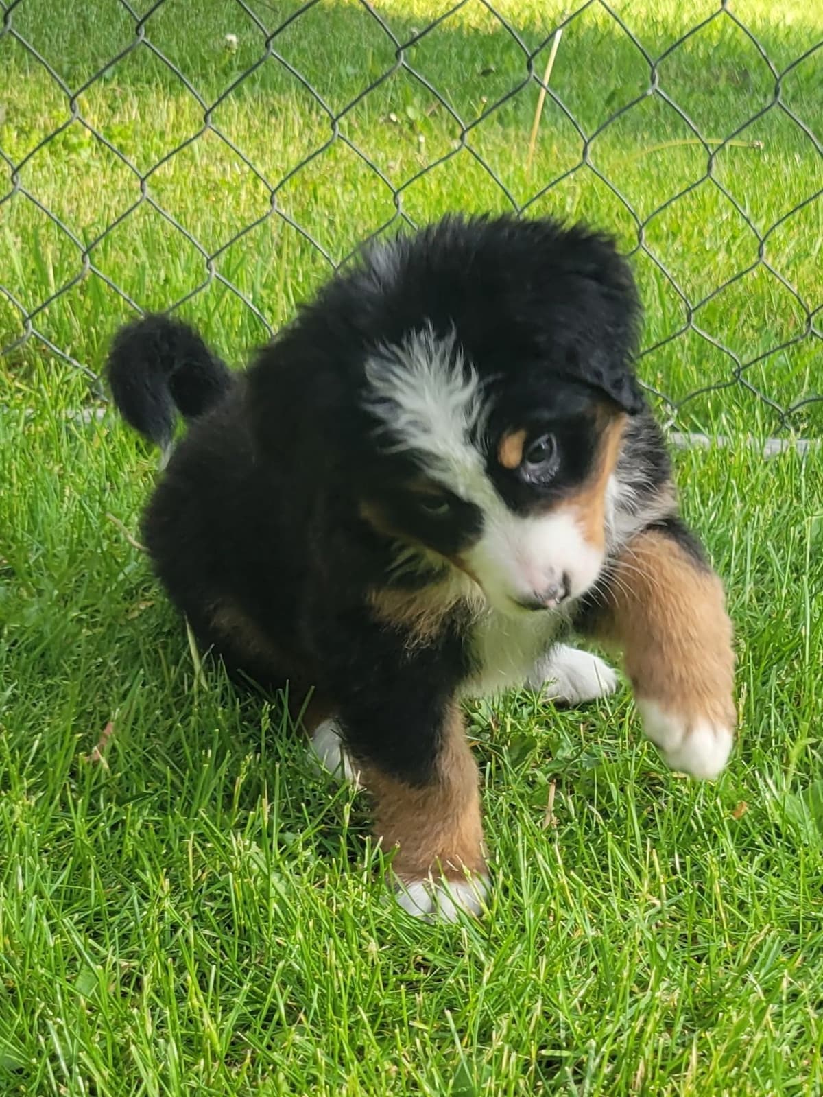 Bernese Mountain Dog Puppies breeder image 2