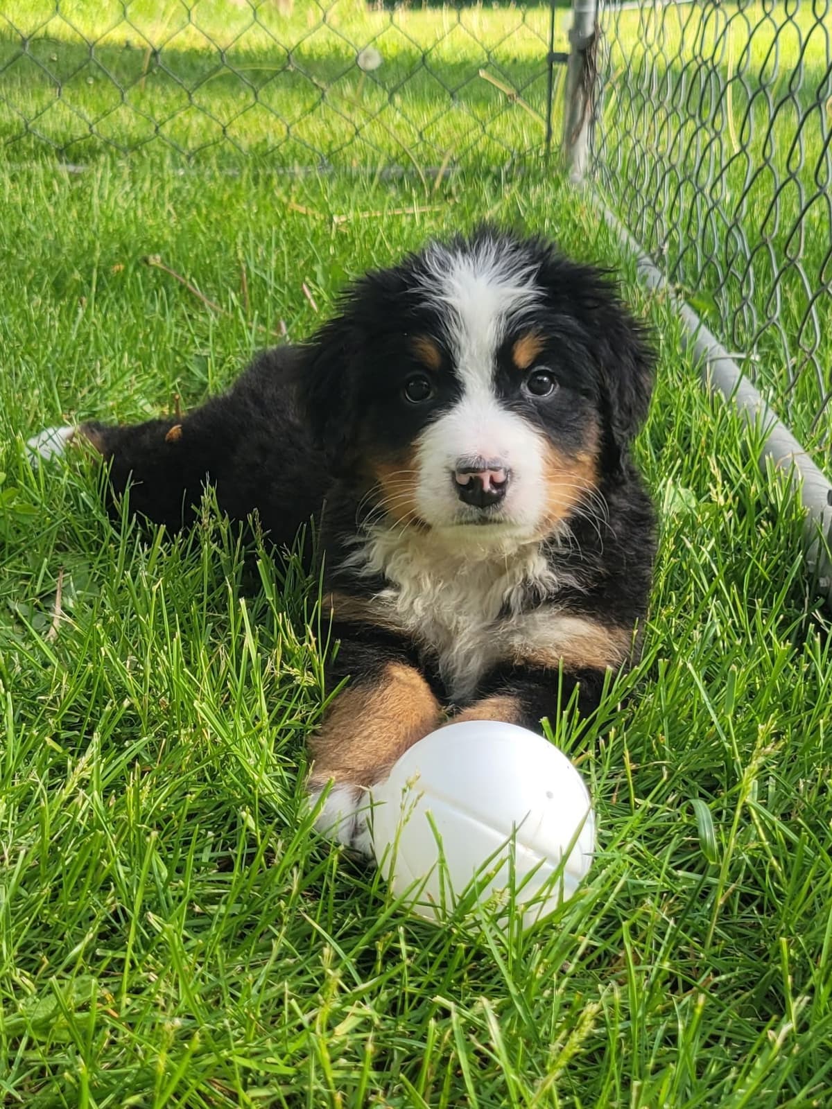 Bernese Mountain Dog Puppies breeder image 3