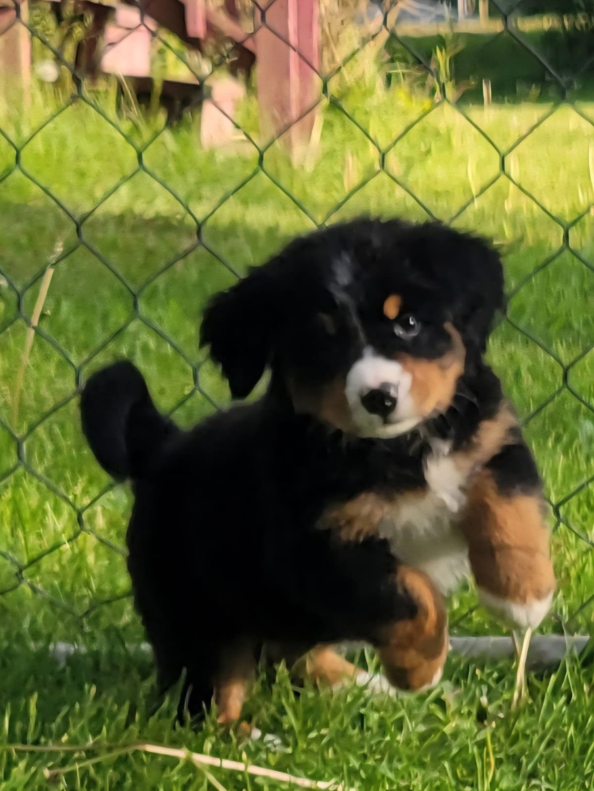 Bernese Mountain Dog Puppies breeder image 5