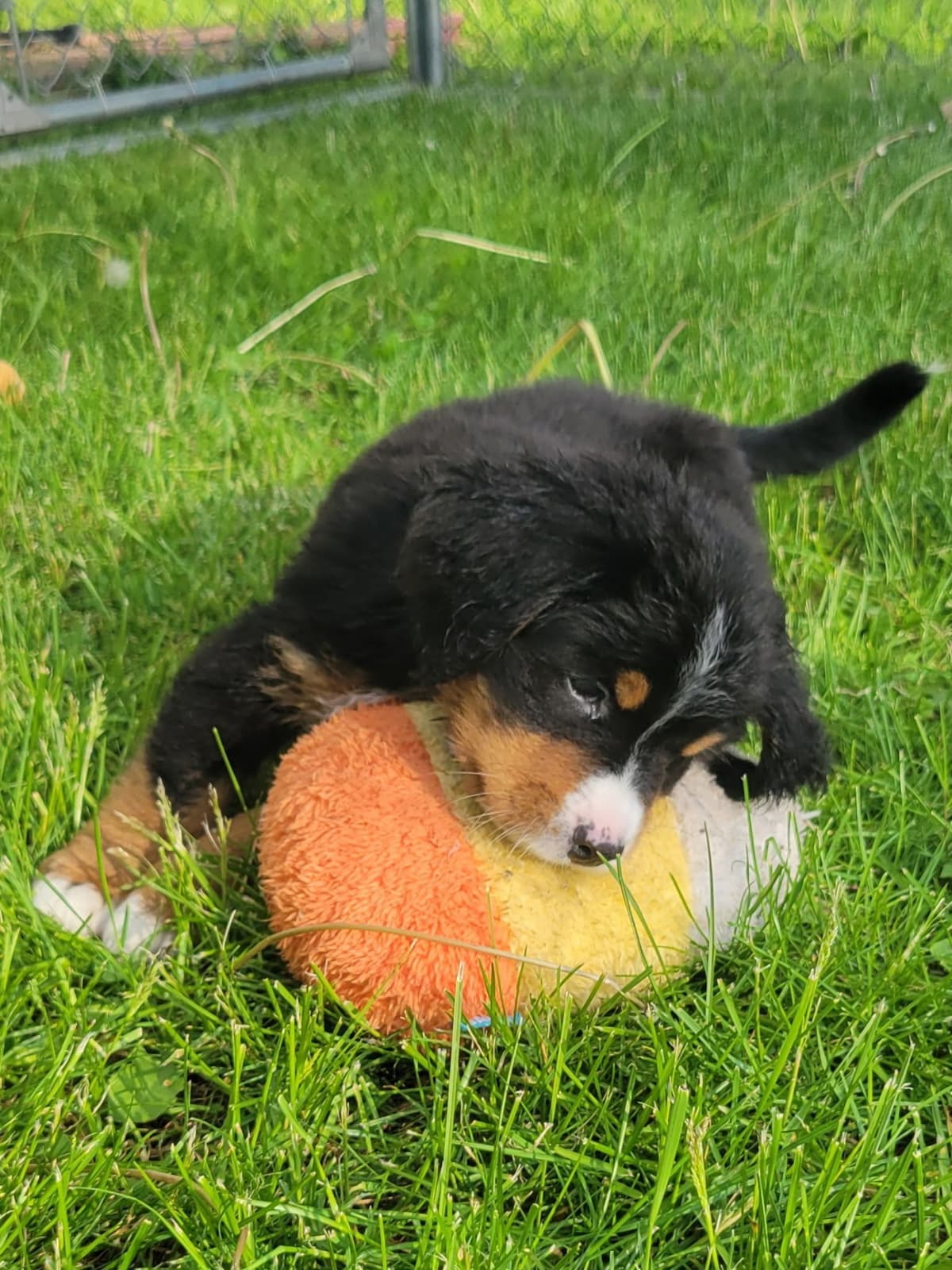 Bernese Mountain Dog Puppies breeder image 6