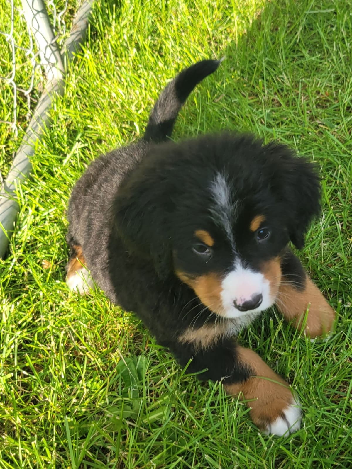 Bernese Mountain Dog Puppies breeder image 7