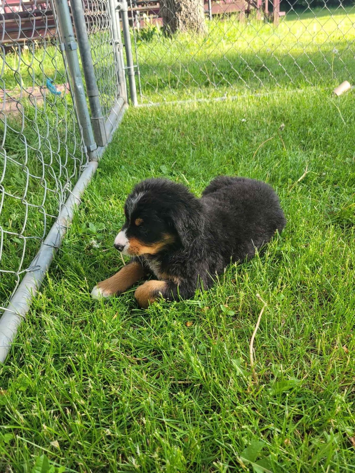 Bernese Mountain Dog Puppies breeder image 8