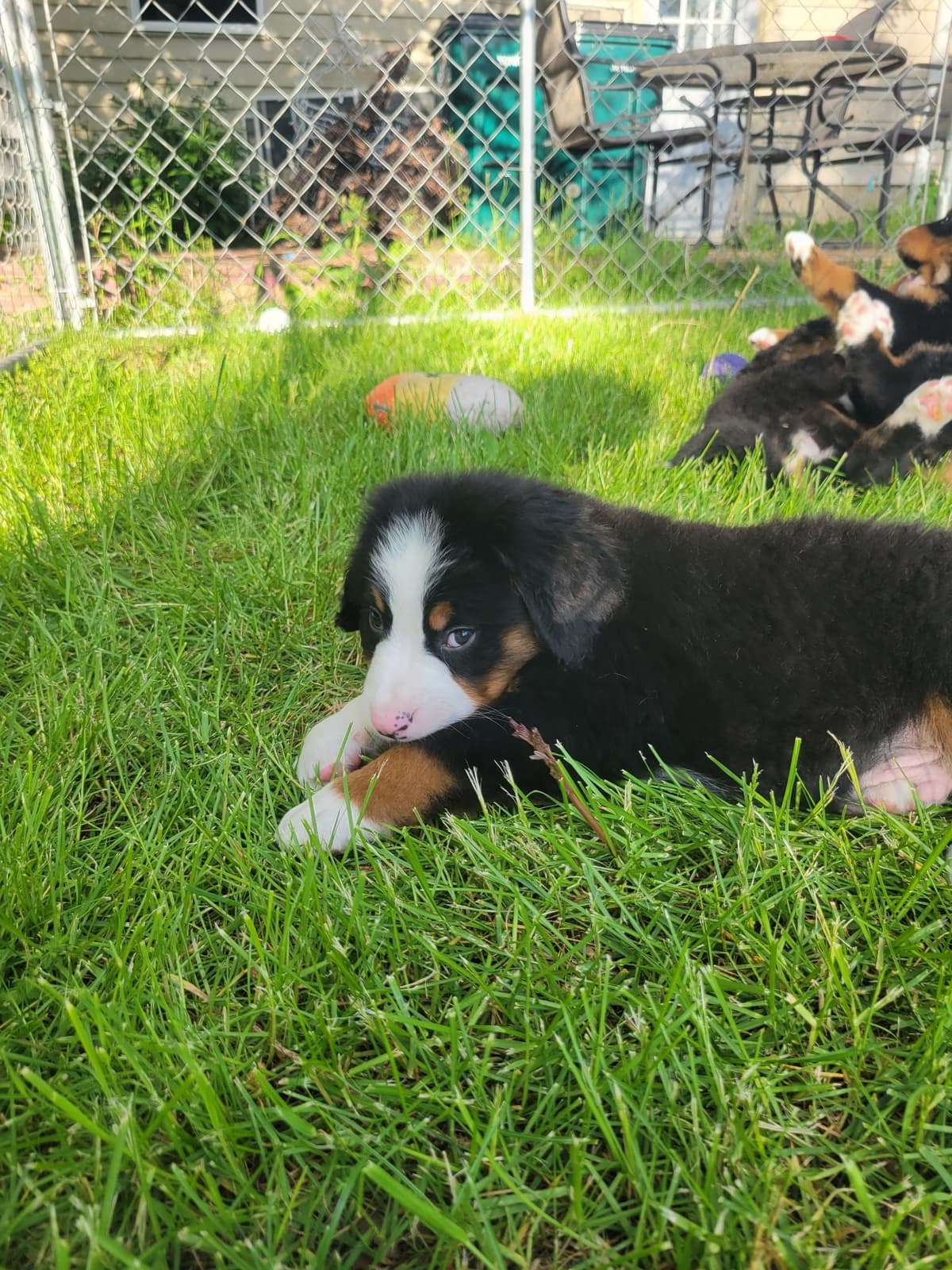 Bernese Mountain Dog Puppies breeder image 9