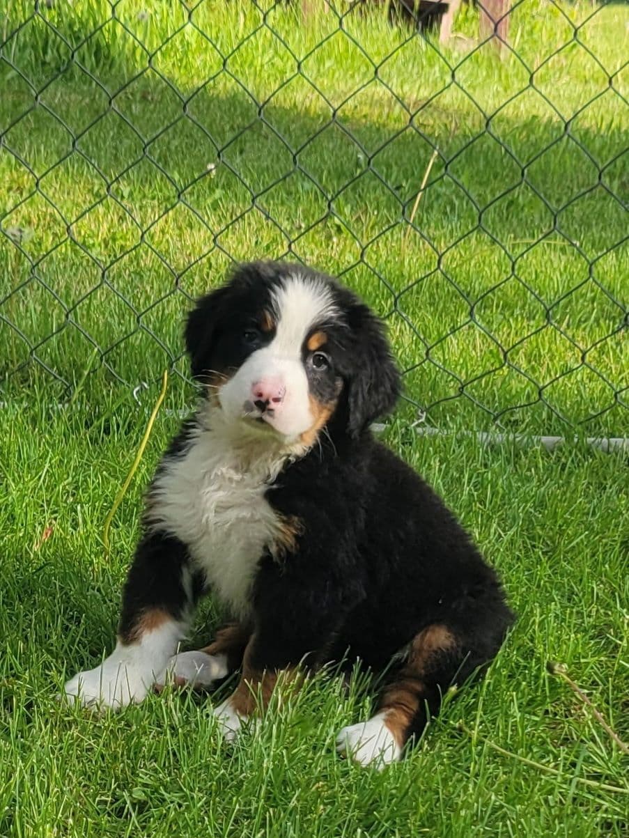 Bernese Mountain Dog Puppies breeder image 10