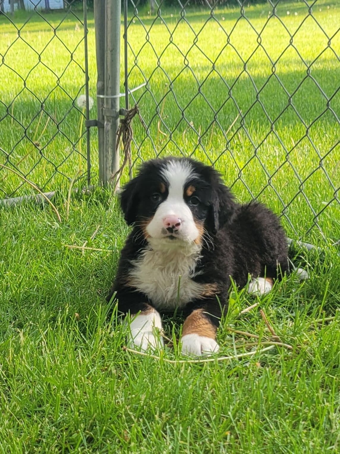 Bernese Mountain Dog Puppies breeder image 11